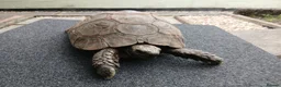 Tortoise reptiles for sale: Female Spur‑Thighed Tortoise in Ammanford - Advert 4