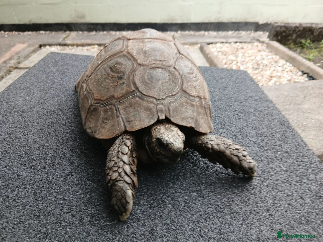 Tortoise reptiles for sale: Female Spur‑Thighed Tortoise in Ammanford - Advert 4