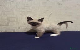 Ragdoll cats for sale: 2 ragdoll siblings for sale  - Image 10