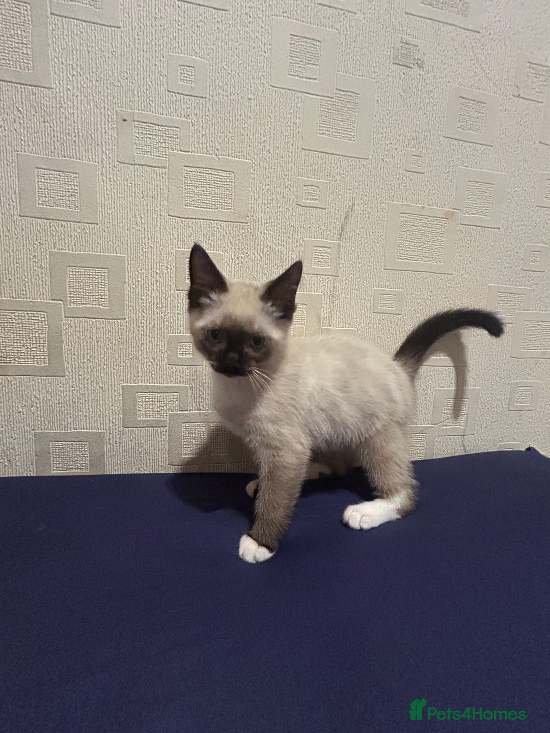 Ragdoll cats for sale: 2 ragdoll siblings for sale  - Image 10