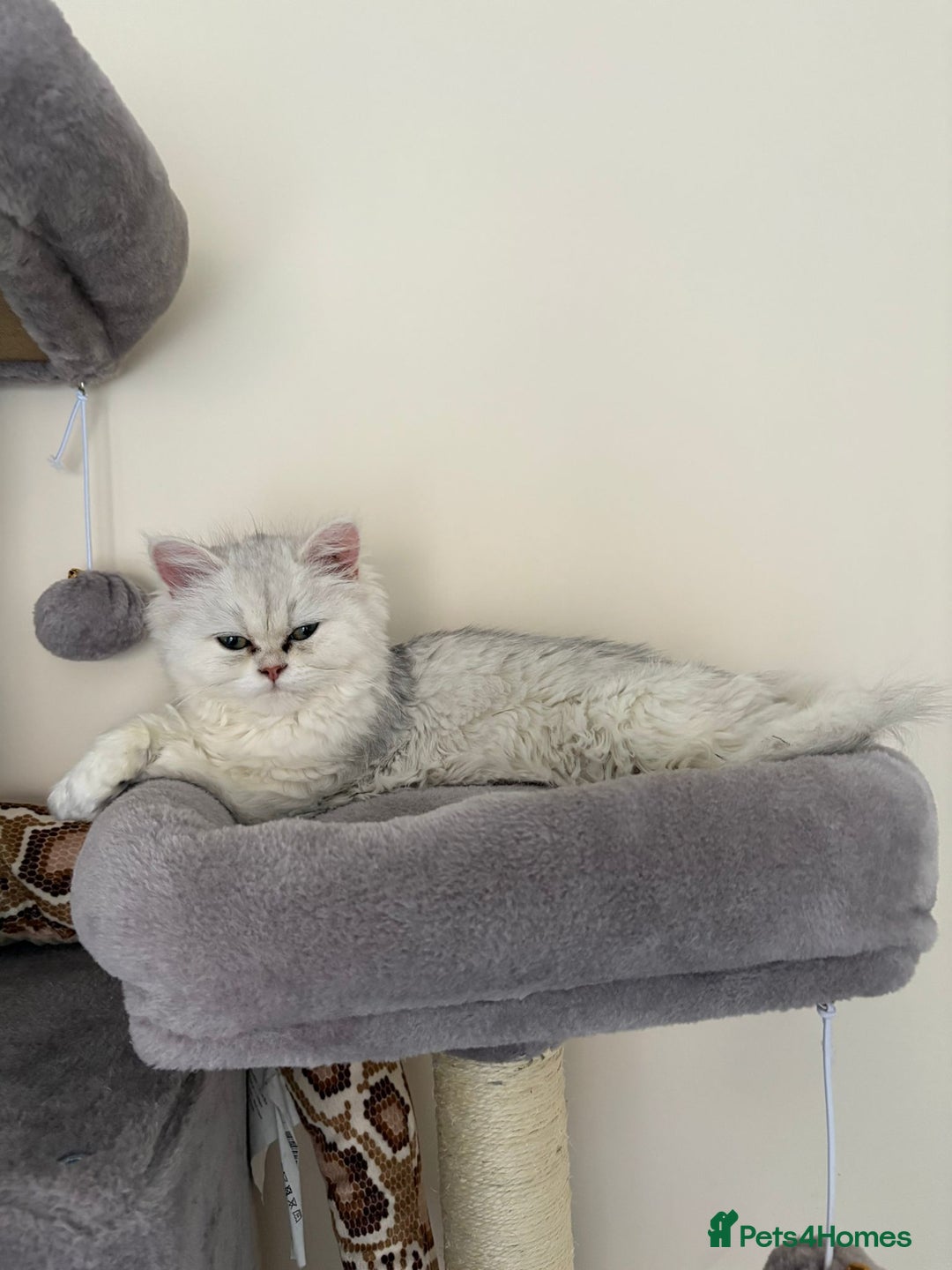 Persian cats for sale: Two stunning Chinchilla Persian Kittens - Advert 13