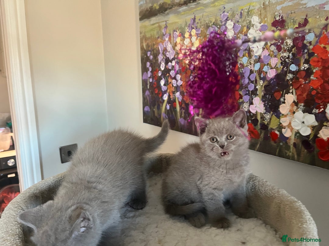 British Shorthair cats for sale: GCCF Champion sired BSH kittens - Image 5