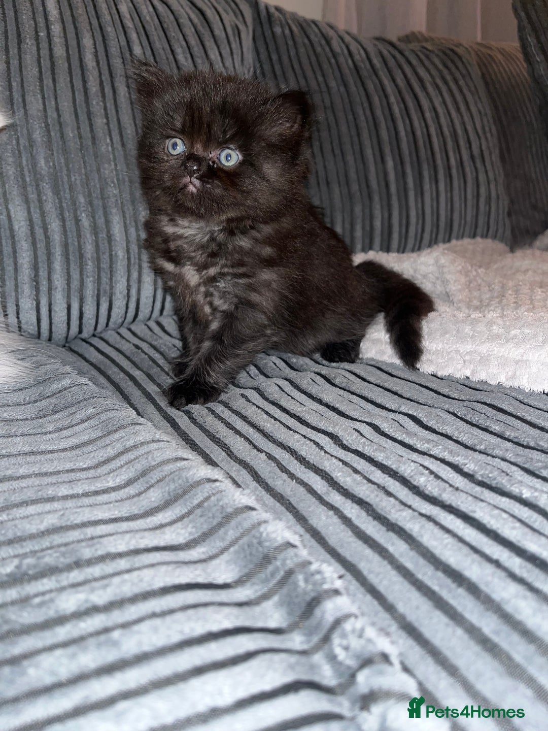 Himalayan cats for sale: Himalayan x chinchilla Persian  - Advert 9