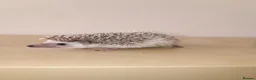 Pygmy Hedgehog rodents for sale: Baby African pygmy hedgehogs available  - Advert 3