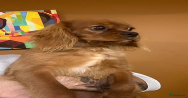 Cavalier King Charles Spaniel dogs - Advert 15
