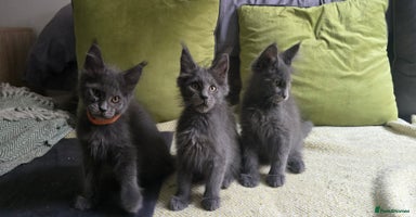 Maine Coon cats - Advert 10