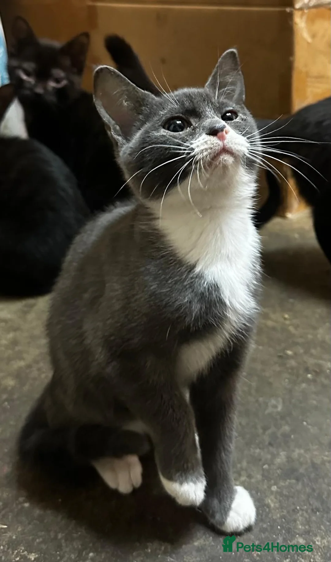 Mixed Breed cats for sale: Smashing Farm Kittens For Sale - Advert 4