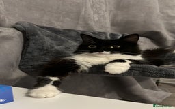 Domestic Shorthair cats for sale: Adorable Kittens Looking for a Loving Home, 🏡 - Image 18