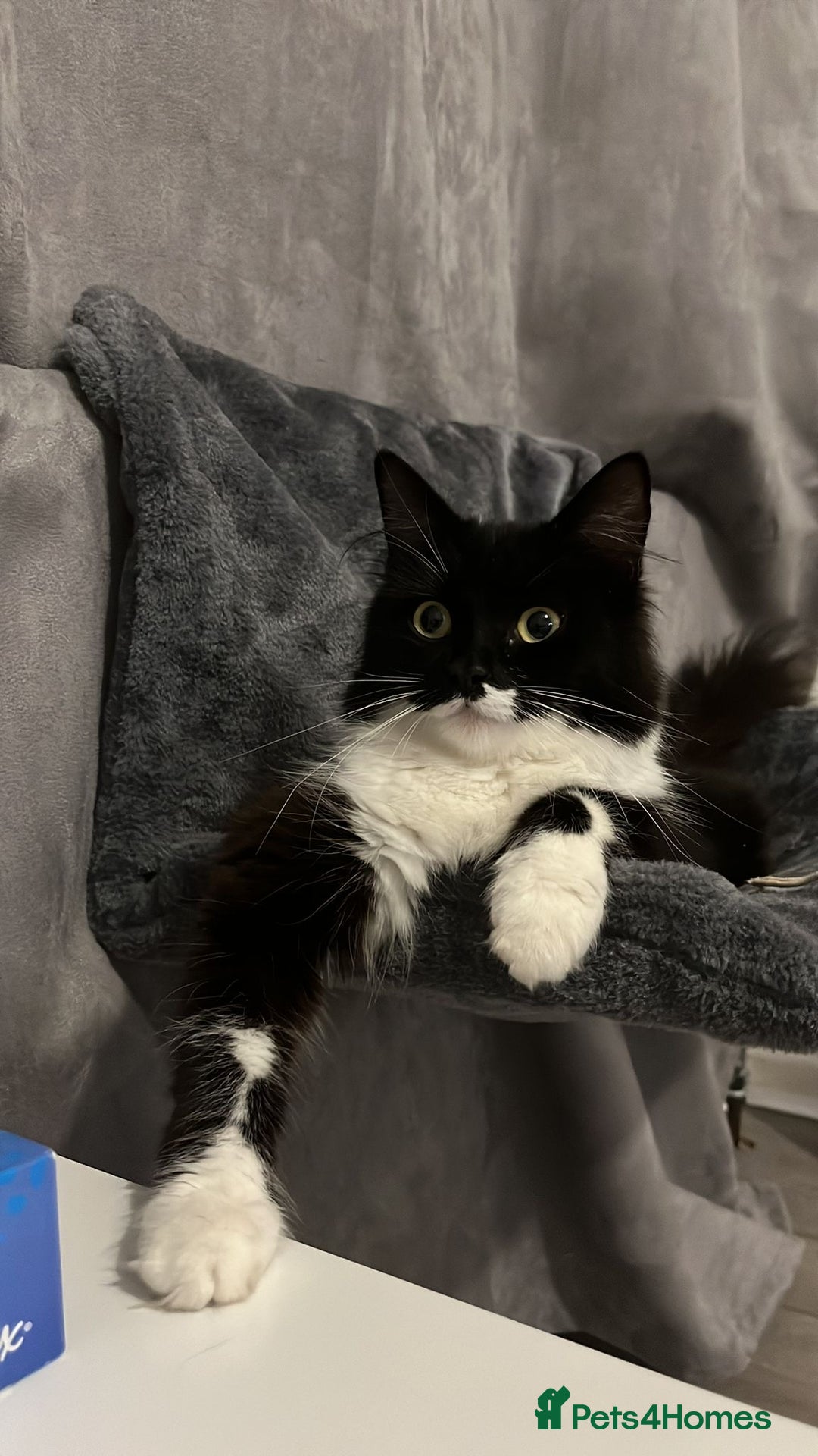 Domestic Shorthair cats for sale: Adorable Kittens Looking for a Loving Home, 🏡 - Image 18