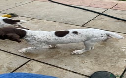 German Shorthaired Pointer dogs for sale: German shorthaired pointer - Image 16