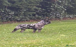 French Bulldog dogs for stud: Tri- Colour lilac Merle French Bulldog Stud - Image 1