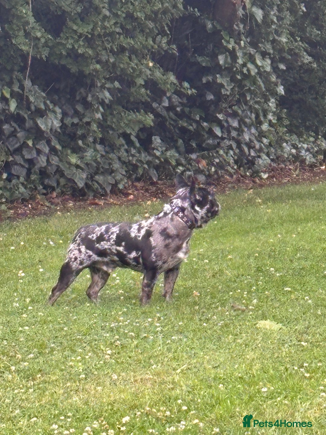 French Bulldog dogs for stud: Tri- Colour lilac Merle French Bulldog Stud - Image 1