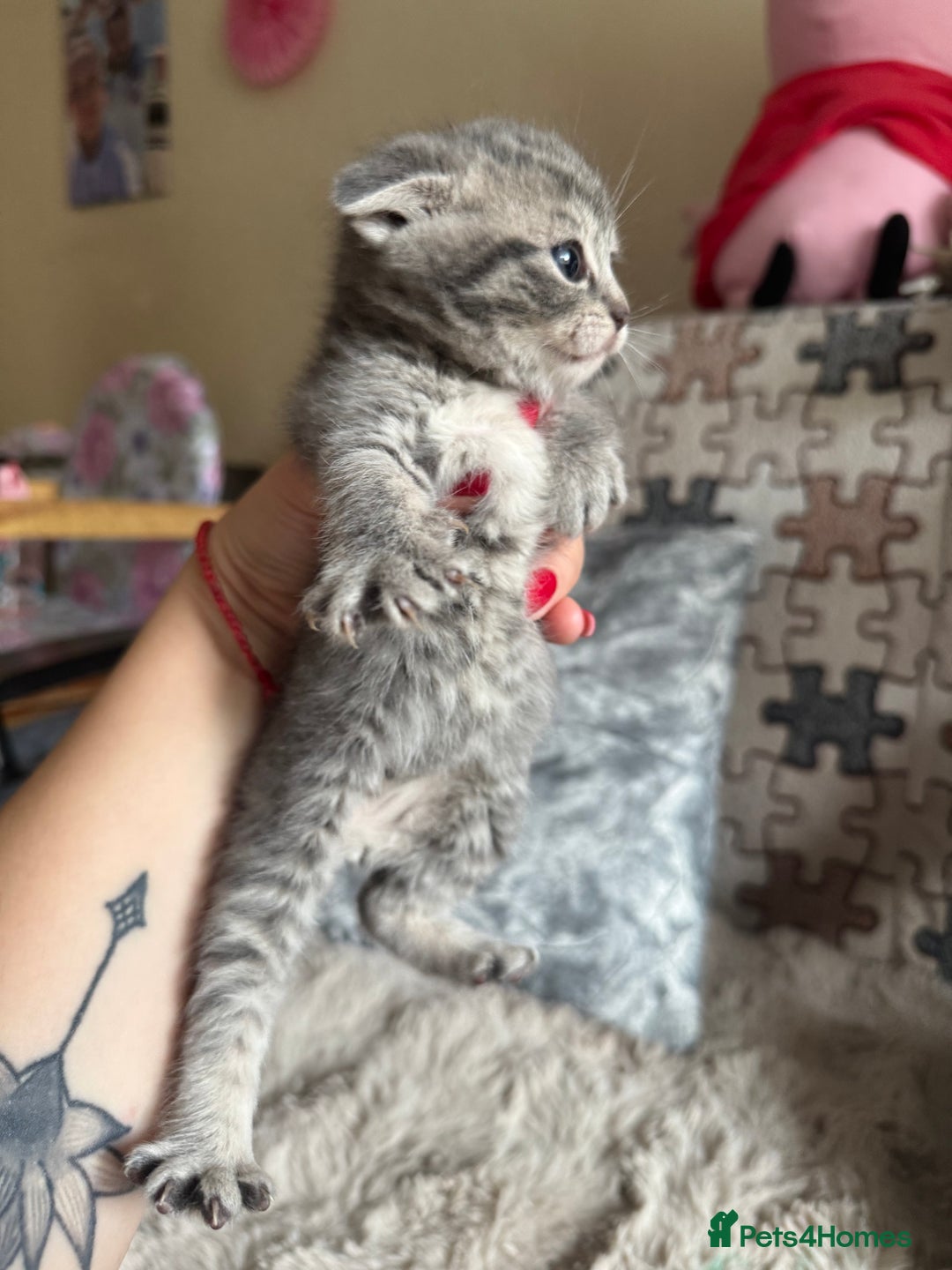 British Shorthair cats for sale: British shorthair cat  - Advert 10