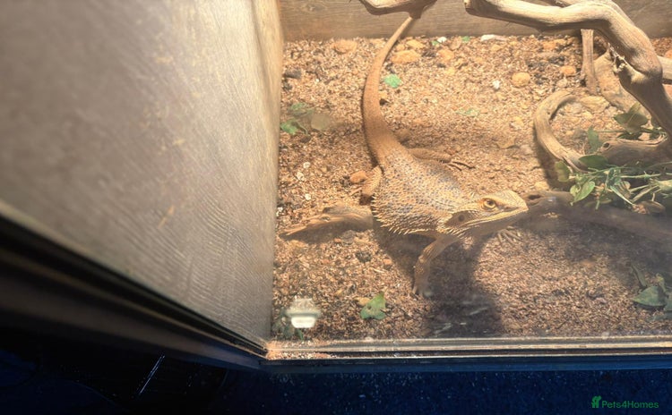 Bearded Dragon reptiles - Advert 2