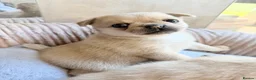 Mixed Breed dogs for sale: Pug x Pomeranian Puppies 🐕 - Advert 7