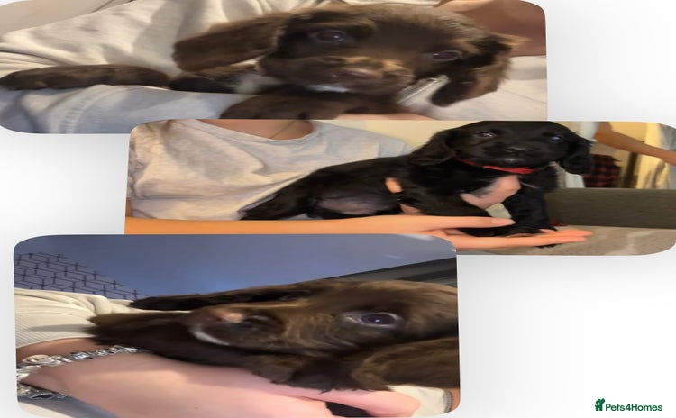 Cocker Spaniel dogs Cocker Spaniel Pups 1 Female left💞 1 Male💙 - Advert 10