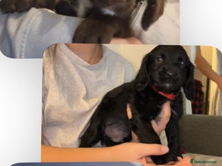 Cocker Spaniel dogs Cocker Spaniel Pups 1 Female left💞 1 Male💙 - Advert 2