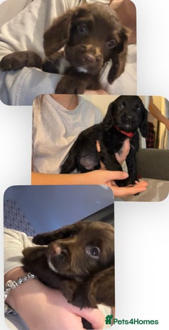 Cocker Spaniel dogs Cocker Spaniel Pups 1 Female left💞 1 Male💙 - Advert 10