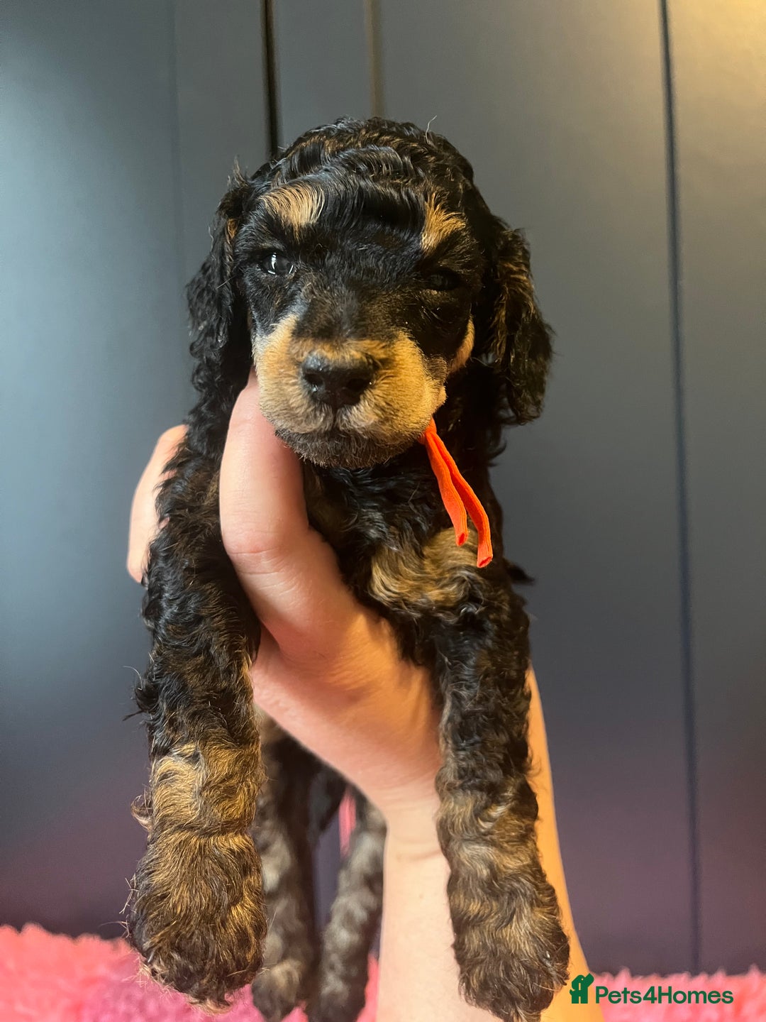 Poodle dogs for sale: Phantom Poodle puppies  - Image 8