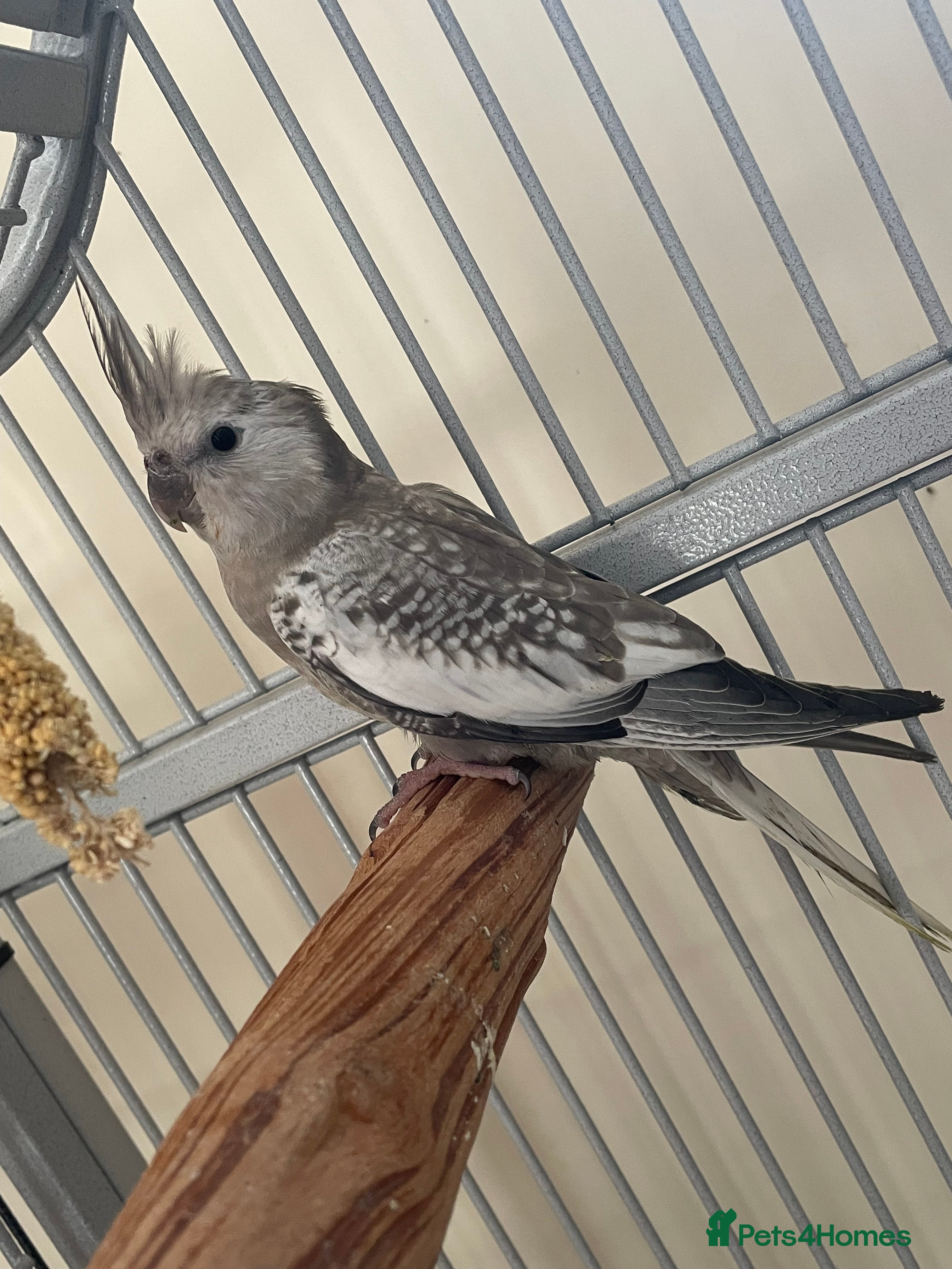 Cockatiels birds Male cockatiel ( young, not handled) - Advert 4