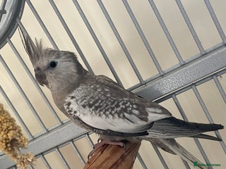 Cockatiels birds Male cockatiels ( young, not handled) - Advert 1