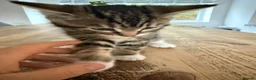 Mixed Breed cats for sale: 3 lovely kittens litter trained and on dry food - Advert 3