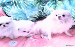 Pomeranian dogs for sale: Outstanding toy size poms - Image 10