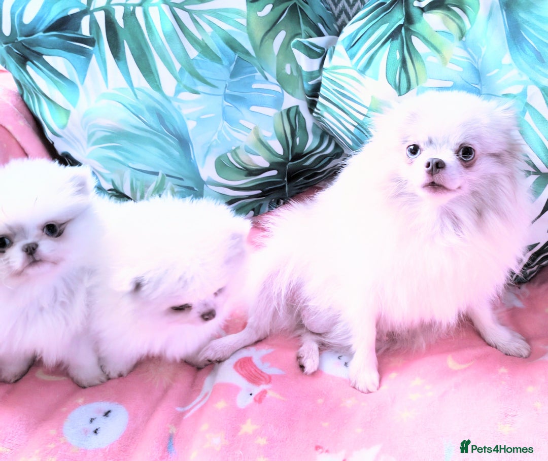 Pomeranian dogs for sale: Outstanding toy size poms - Image 10