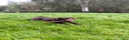 Mixed Breed dogs for sale: Meet belle.. - Advert 2