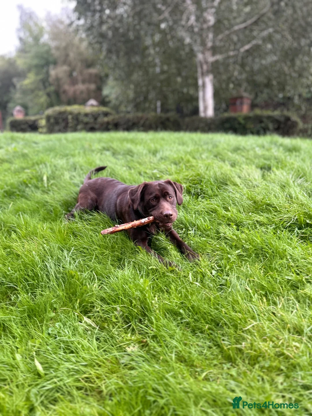 Mixed Breed dogs for sale: Meet belle.. - Advert 2