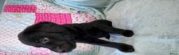 Labrador Retriever dogs for sale: KC Working Labrador Puppies–Health Tested- 3 left! - Advert 10