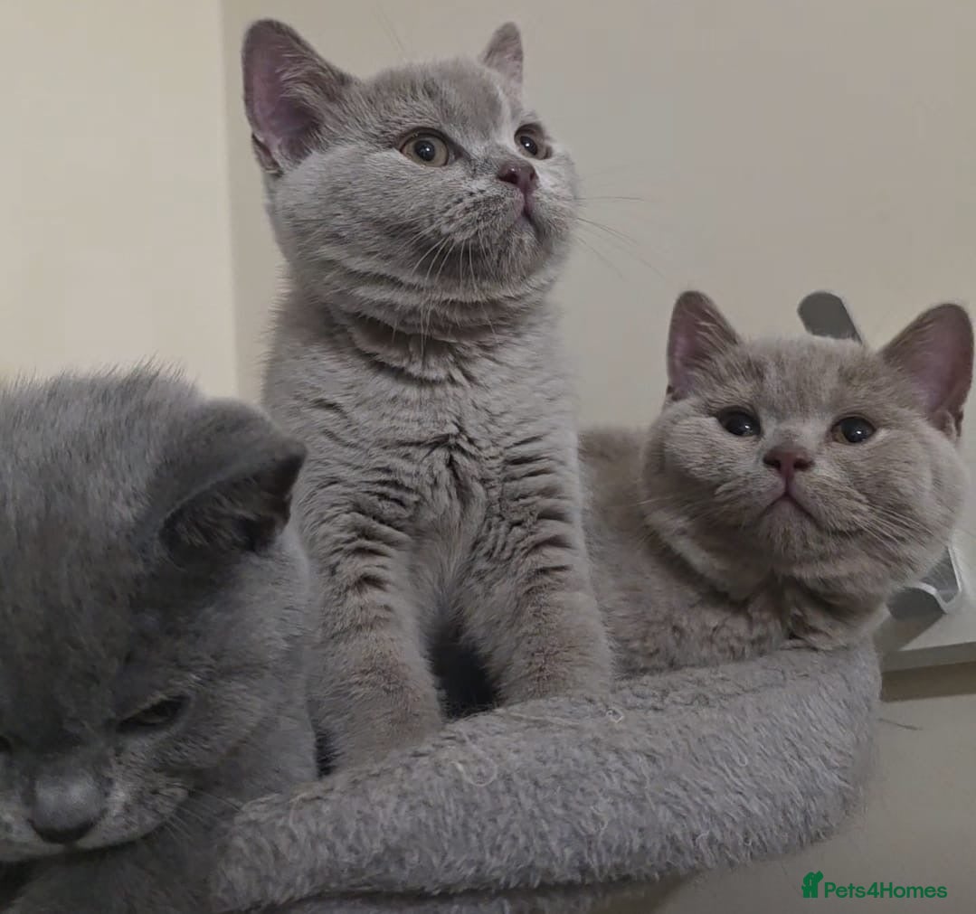 British Shorthair cats Beautiful British Champion Shorthair Kittens - Advert 4