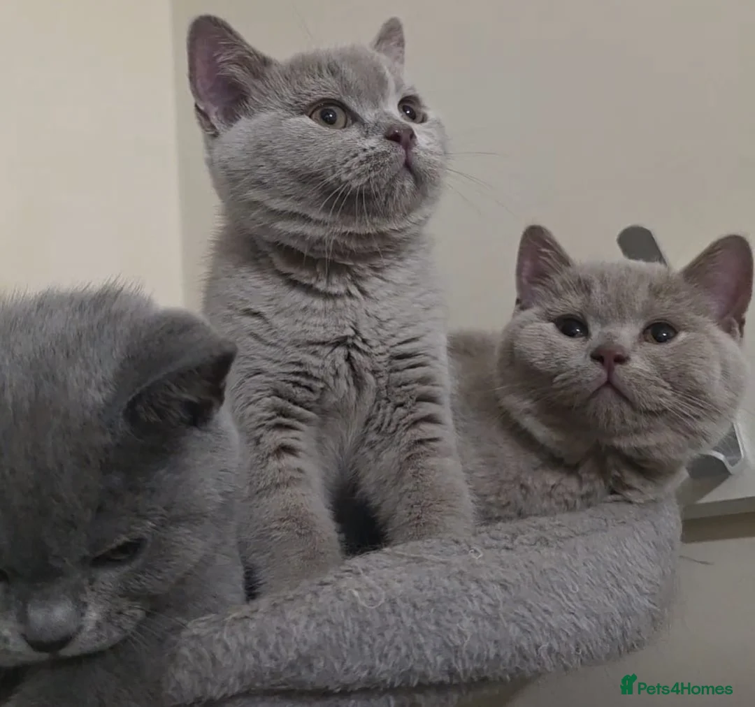 British Shorthair cats for sale: Beautiful British Champion Shorthair Kittens - Advert 1
