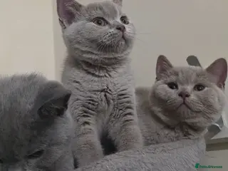 British Shorthair cats Beautiful British Champion Shorthair Kittens - Advert 1