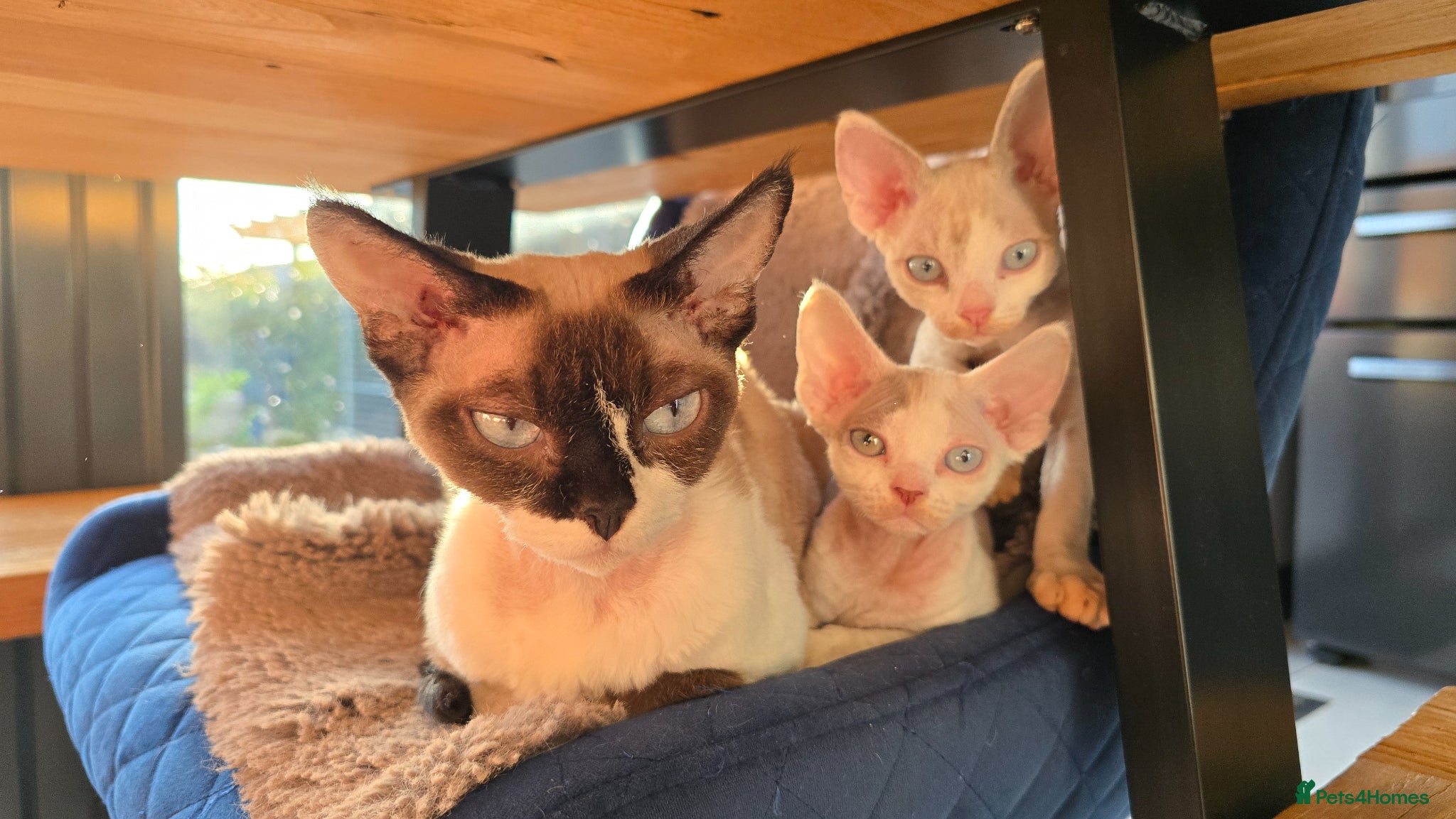 Devon Rex cats Blue eyed Devon rex boy for sale - Advert 1