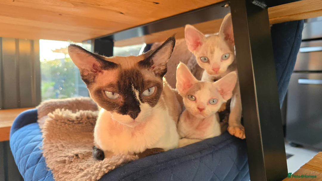 Devon Rex cats for sale: Blue eyed Devon rex boy for sale - Advert 1