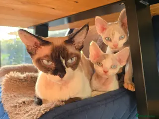 Devon Rex cats Blue eyed Devon rex boy for sale - Advert 4