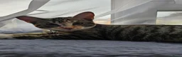 European cats for sale: Tabby girl ready to go in London - Advert 2