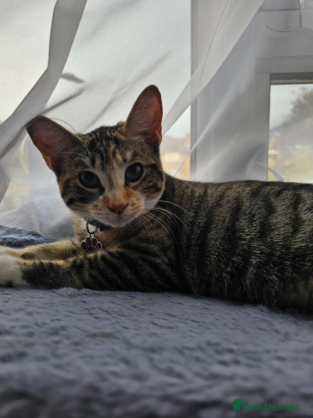 European cats for sale: Tabby girl ready to go in London - Advert 2