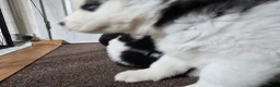 Siberian Husky dogs for sale: EBONY / ARYA SIBERIAN HUSKYS READY TO LEAVE  - Advert 25