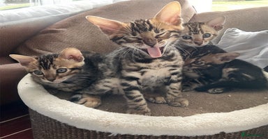 Bengal cats - Advert 2