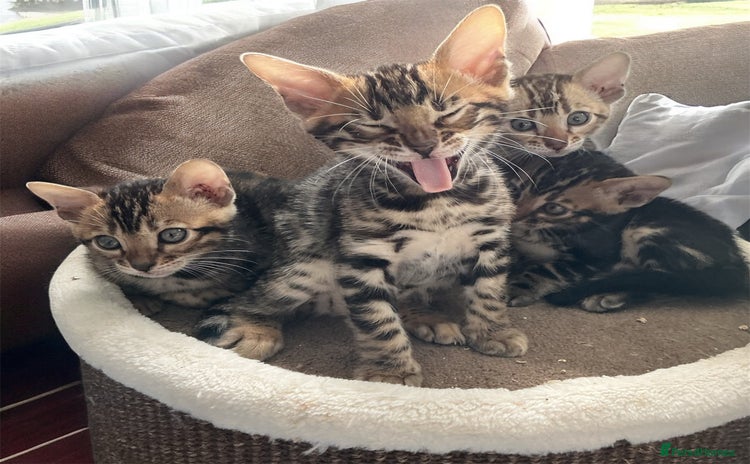 Bengal cats - Advert 5