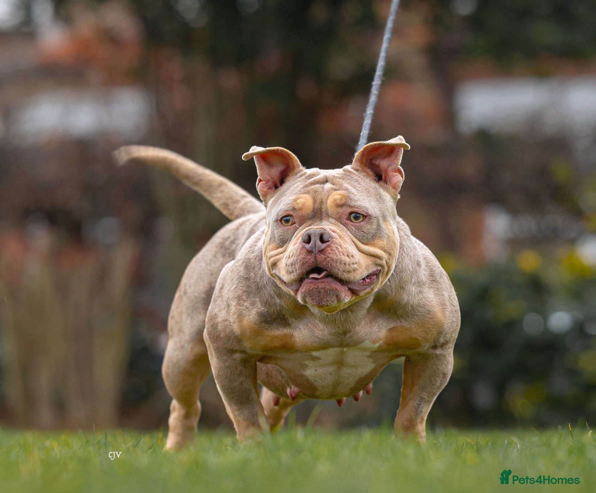 American Bully dogs Micro bullies top quality  - Advert 1