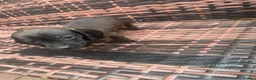 Dachshund dogs for sale: Dachshund puppie for sale  - Advert 3