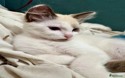 Ragdoll cats for sale: Gorgeous Ragdoll Boys - Affectionate & Ready Now - Image 4