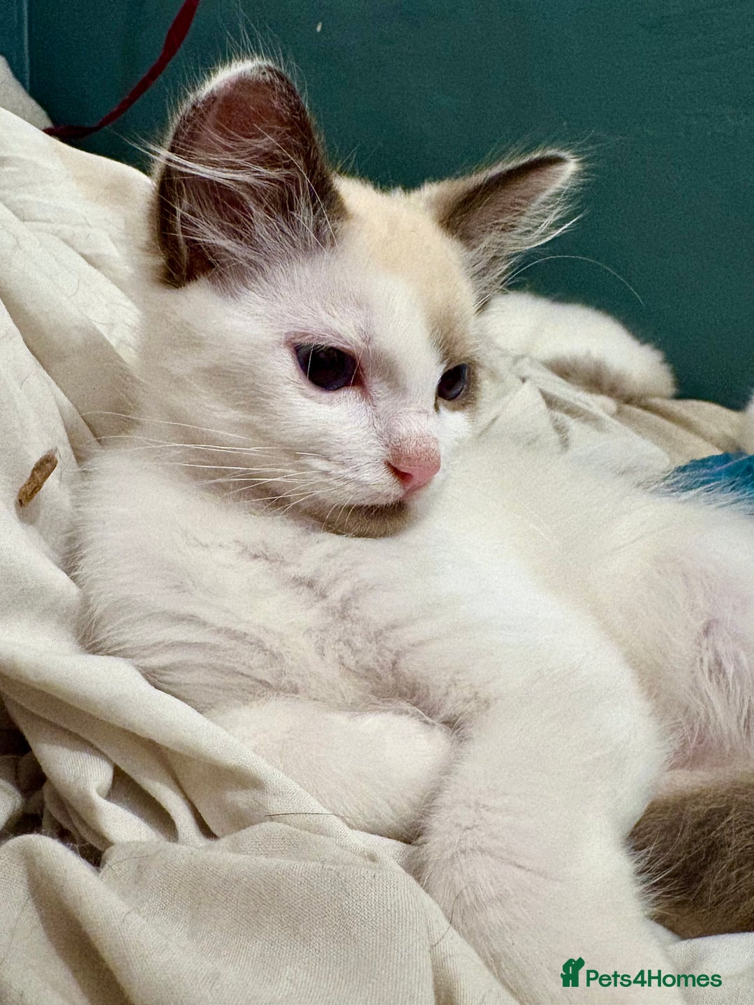 Ragdoll cats for sale: Gorgeous Ragdoll Boys - Affectionate & Ready Now - Image 4