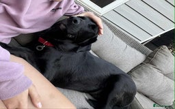 Labrador Retriever dogs for adoption: Pixie - Badersfield Norfolk  - Image 22