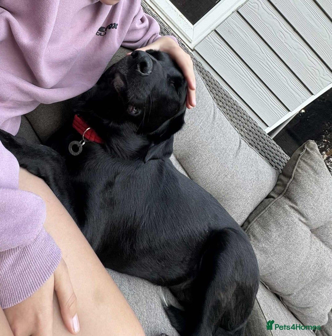 Labrador Retriever dogs for adoption: Pixie - Badersfield Norfolk  - Image 22