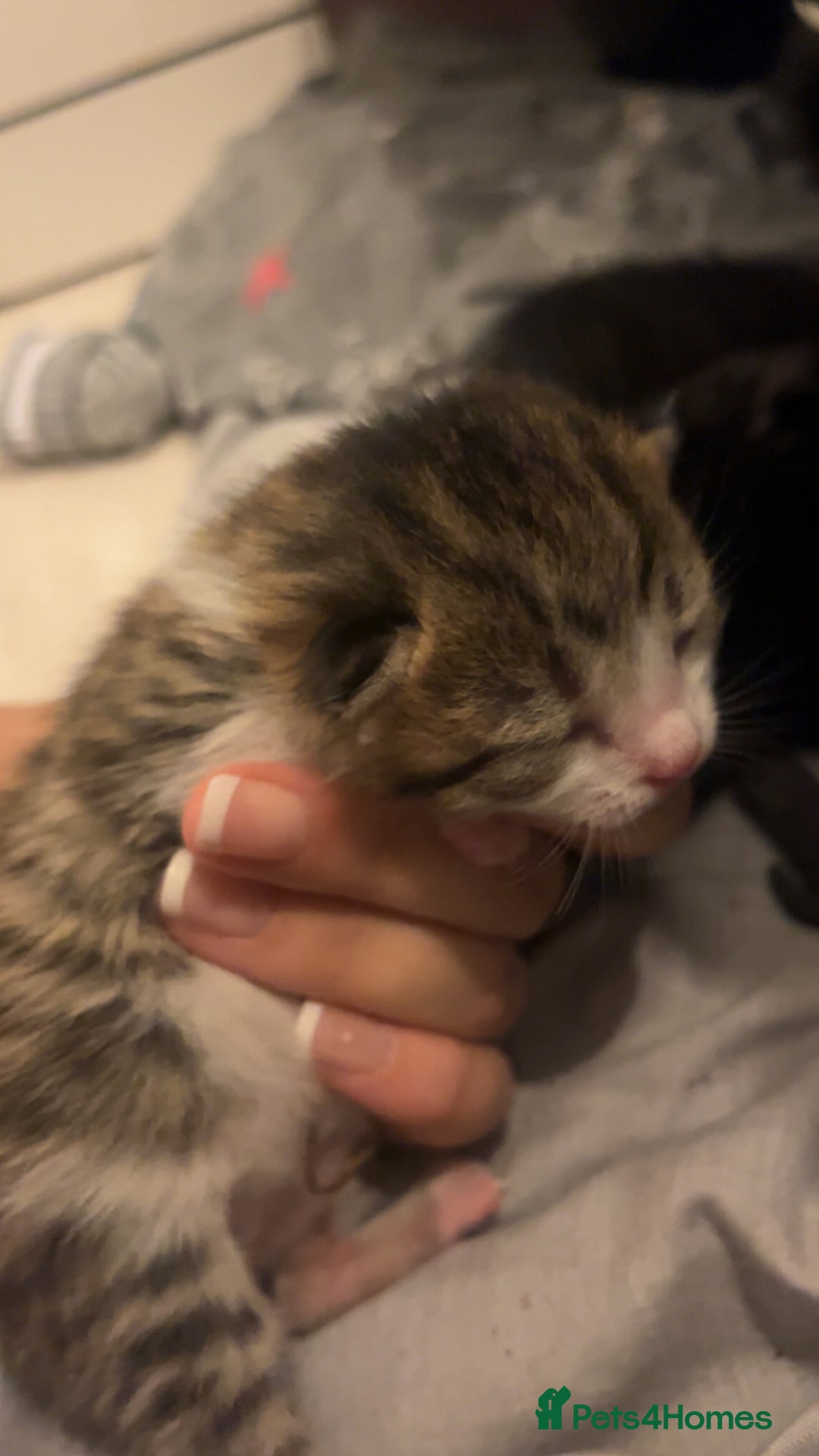 Mixed Breed cats for sale: 1 black and white boy kitten left  - Advert 2