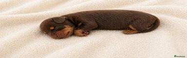 Choc Tan Boy SOLD
